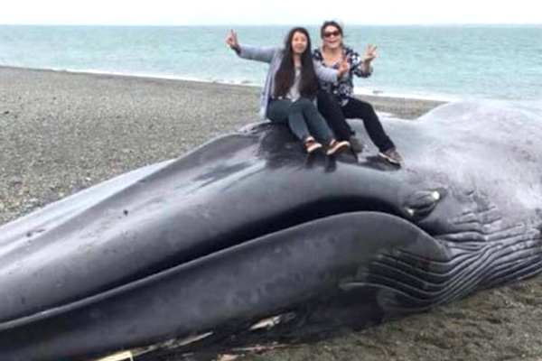 Turistas sobem na baleia morta para tirar foto