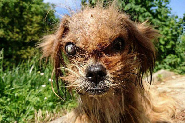 Cachorrinho passa por transformação radical na Croácia