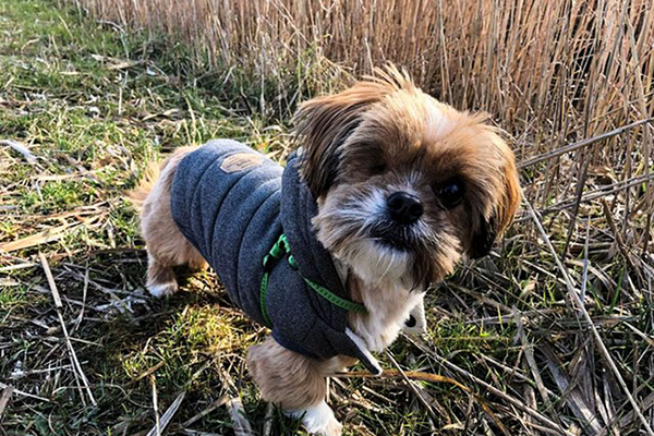 Cãozinho da Croácia tratamento finalizado