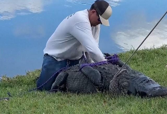 Idosa De Anos Morta Por Jacar Enquanto Passeava Cachorro