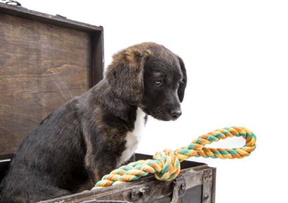 Cachorrinho dentro de uma mala olhando para uma corda
