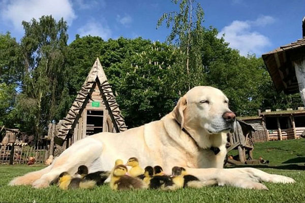 Cão e patinhos