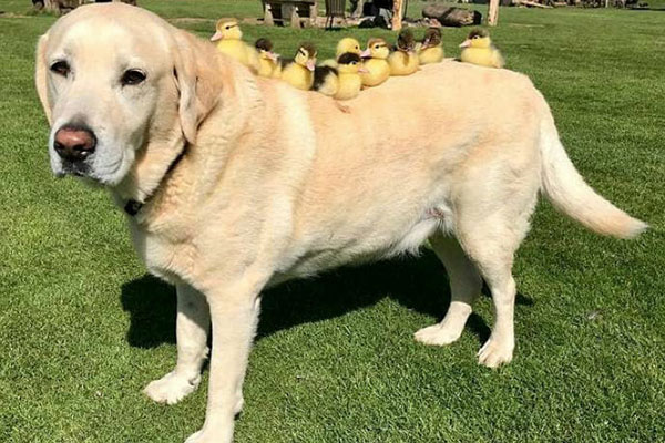 Cão e patinhos nas costas