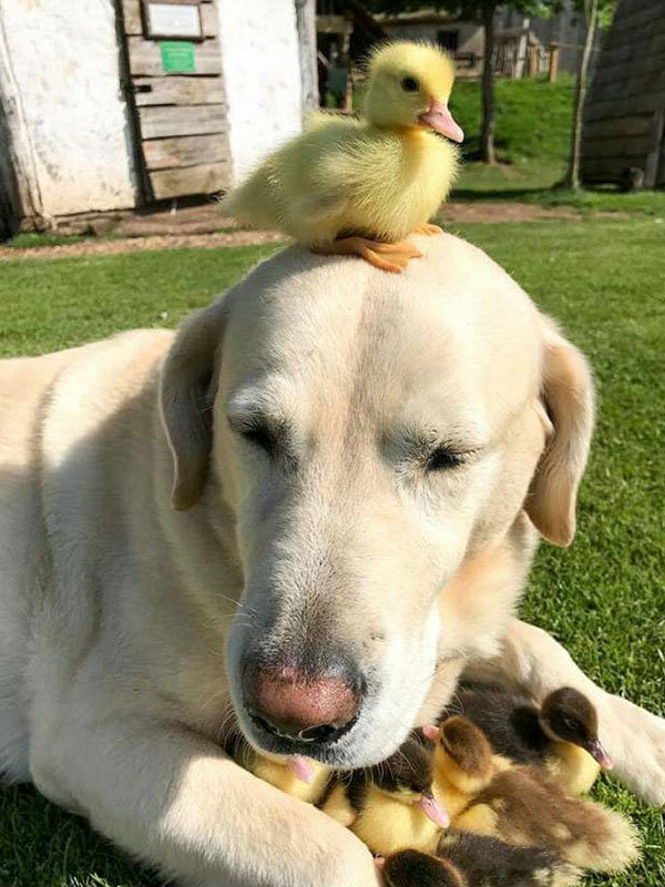 Cão e patinhos fofos