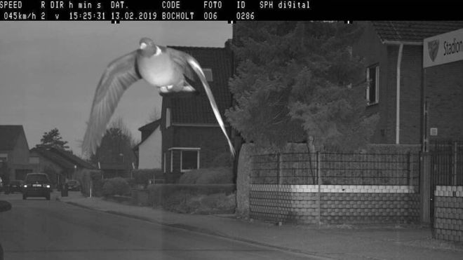 Pombo é fotografado ultrapassando limite de velocidade na Alemanha