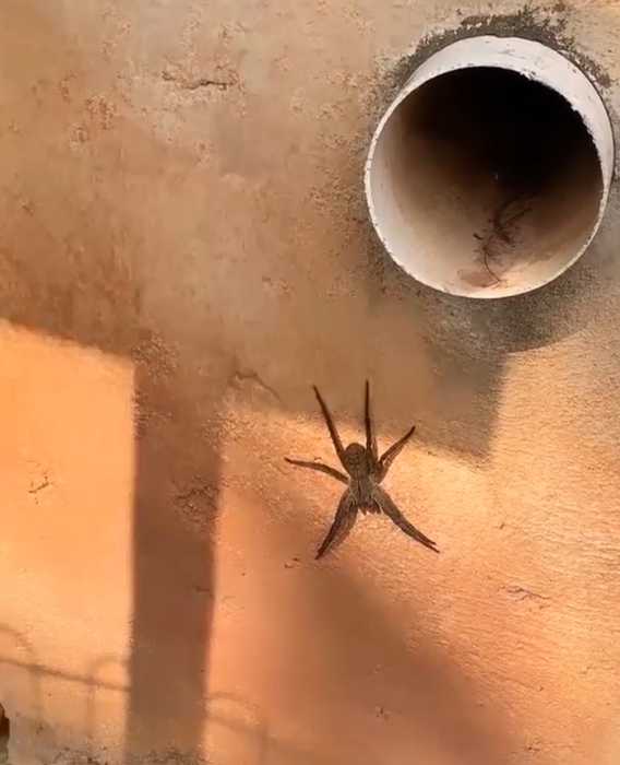 Aranha na parede do condomínio da cantora Simaria