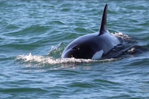 Grupo de orcas é visto no Litoral Norte de São Paulo - SBT