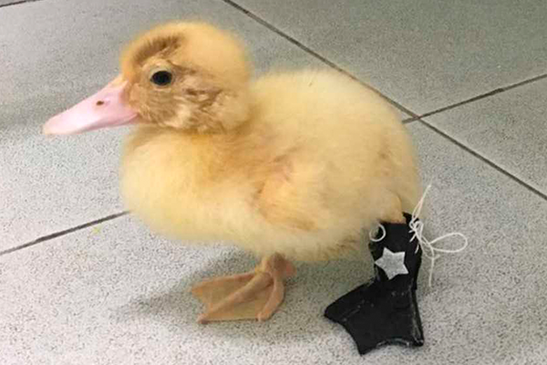 Após amputação, pata ganha prótese 3D
