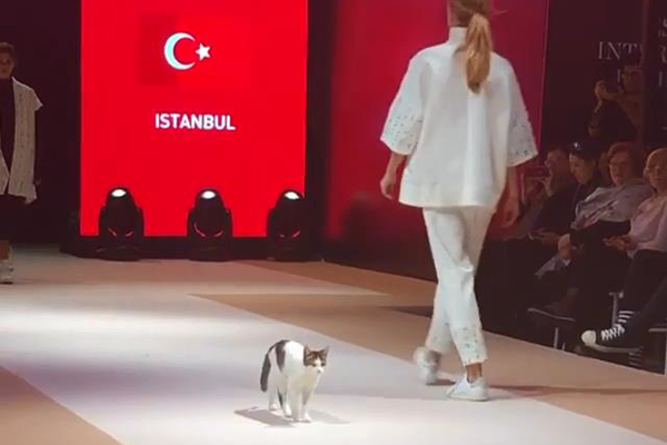 Luz na passarela que lá vem... Ops! Gato invade desfile e arranca risos