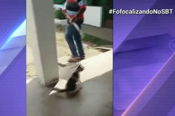 Gato morre após ser covardemente atacado
