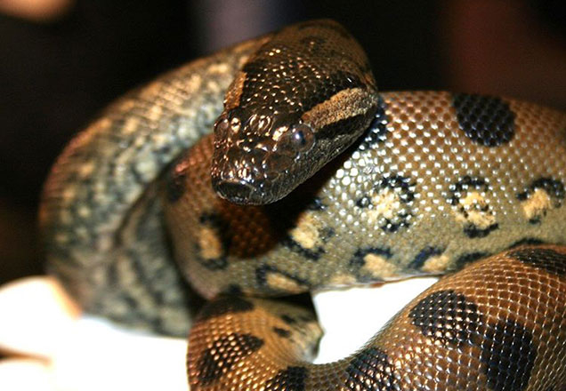 Cobra fêmea engravida a si mesma e filhotes nascem saudáveis. Entenda
