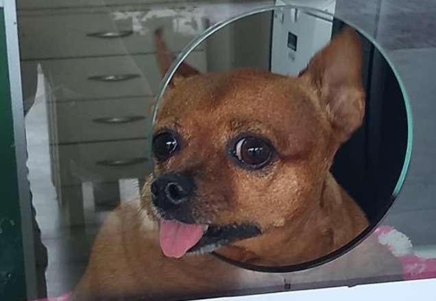 Cachorrinha "atendente" viraliza nas redes sociais