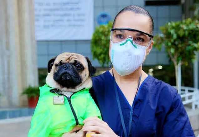 Cão terapeuta alivia estresse de médicos na luta contra o coronavírus