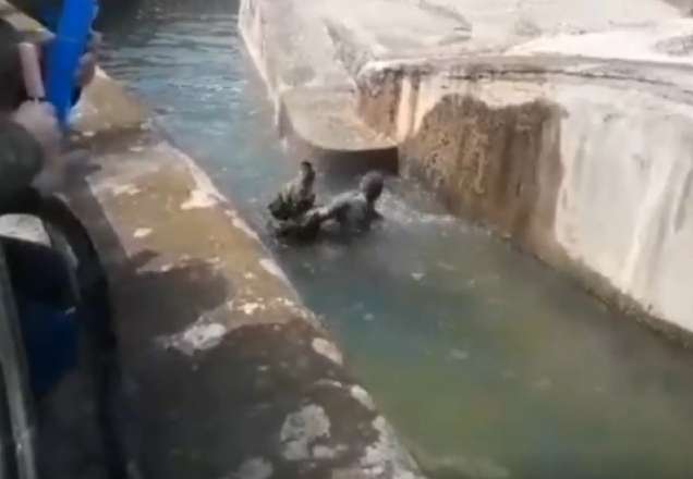 Homem bêbado invade zoológico e tenta afogar ursa