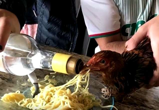 Crime! Jovens dão bebida alcoólica para galinha durante festa