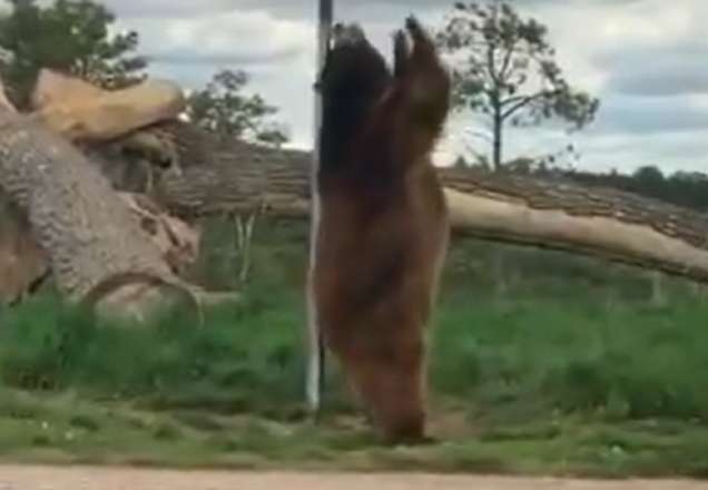 Urso gigante é flagrado "rebolando" em poste