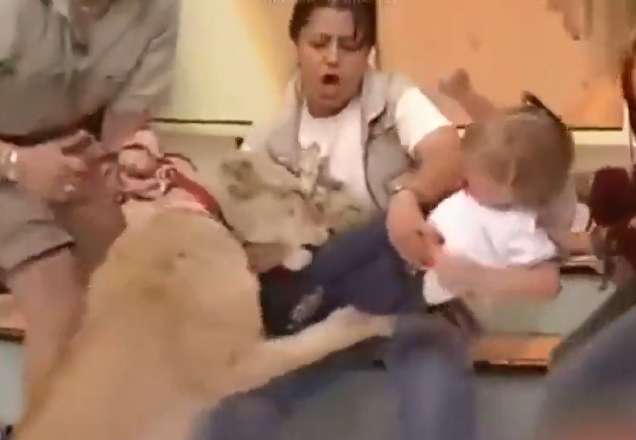 Leão ataca garotinha durante programa de TV