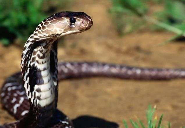 Após cochilo, indiano acorda com cobra gigante na cueca