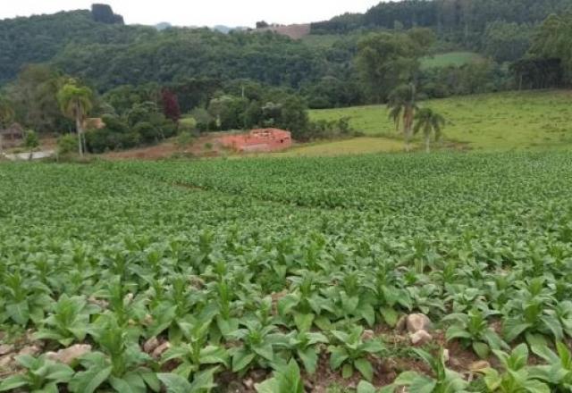 Plantação de tabaco na região de Sinimbu, interior do Rio Grande do Sul. Foto: Arquivo pessoal