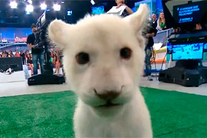 Que coisa mais fofa: Ratinho recebe filhote de leoa em seu programa