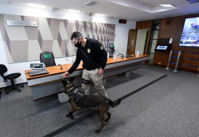 Cavalaria da Polícia Militar ajuda a reduzir criminalidade e é referência  em equoterapia - RPet - R7 RPet