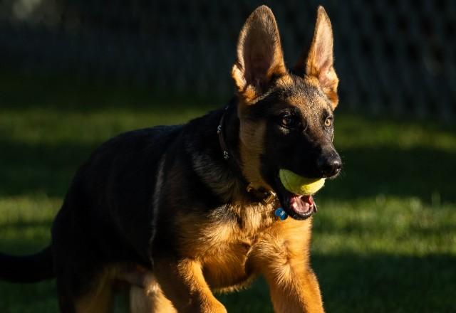 Conheça Commander, novo cachorro pastor alemão de Joe Biden