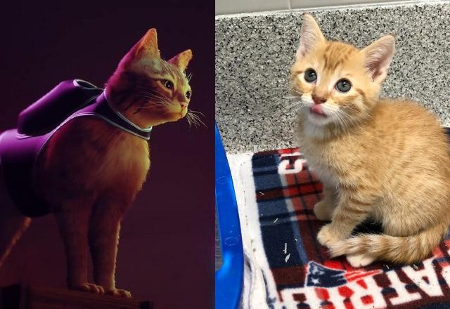 Gatos reagem a Stray, jogo que tem como protagonista um animal de rua