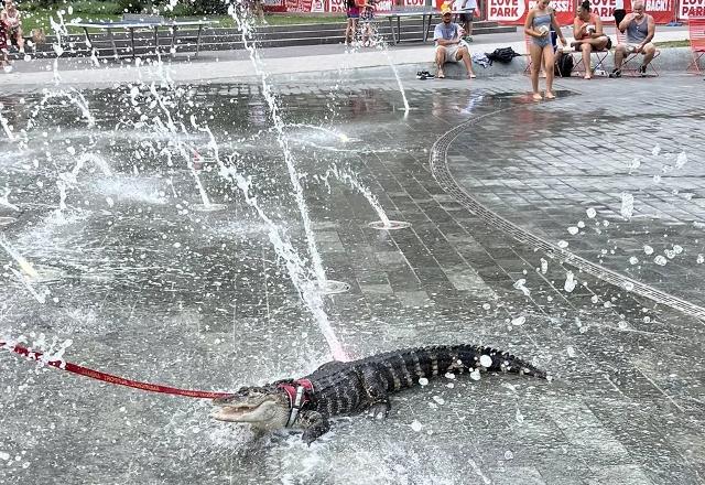 Wally tomando banho na fonte do parque da cidade. Porque, sim, está calor nos EUA | Redes socias
