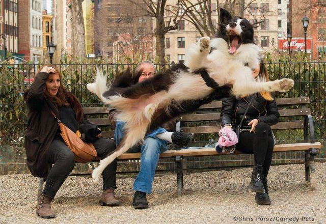 Concurso escolhe fotos de pet mais engraçadas do mundo