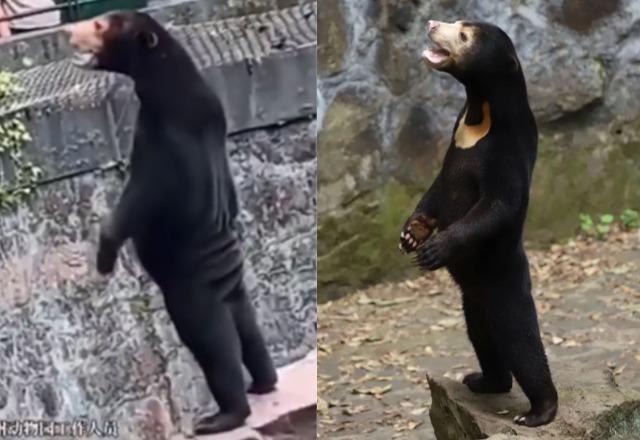 Urso fake? Zoológico na China é acusado de usar humano fantasiado de animal; assista - SBT