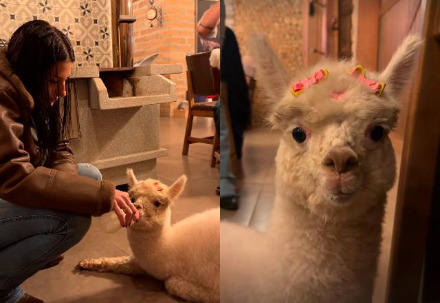 Imagem da notícia: Ana Castela apresenta novo bebê lhama e encanta fãs Imagem da notícia: Ana Castela apresenta novo bebê lhama e encanta fãs