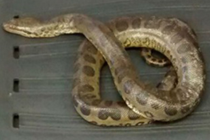 Cobra sucuri é encontrada no Carnaval de Salvador