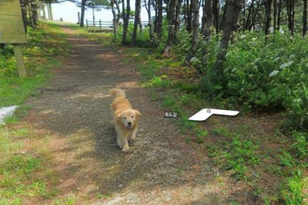 Cachorro esperto segue aparelho do Google e aparece em todas as fotos do Maps