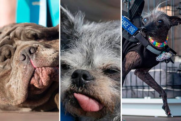 Competição do cachorro mais feio do mundo está com inscrições