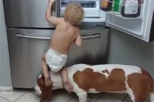 Fofura! Cão ajuda bebê assaltar a geladeira