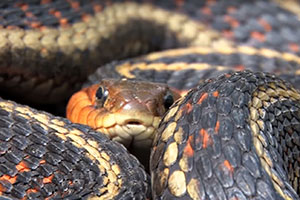 Você já sonhou com cobra? Saiba o que significa sonhar com este bicho