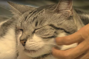 Gatos são fofinhos, né? Mas será bom sonhar com eles? Descubra