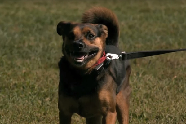 Você já sonhou com cachorro? Saiba o que significa sonhar com este animal