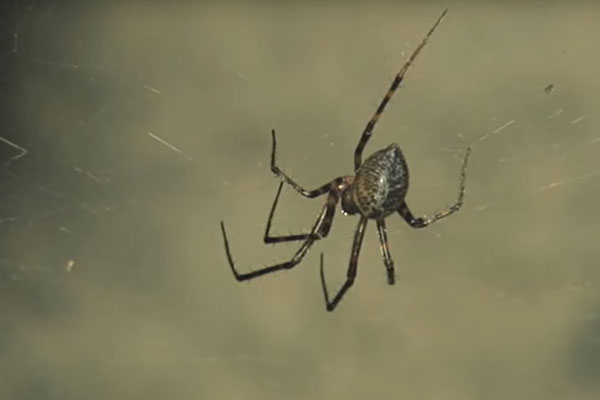 Você já sonhou com aranha? Saiba o que significa sonhar com este bicho