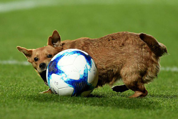Cachorro mostra talento com a bola e dá até entrevista no final