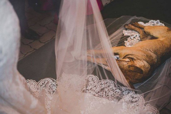 Cachorrinho invade casamento, deita no véu da noiva e ganha lindo destino