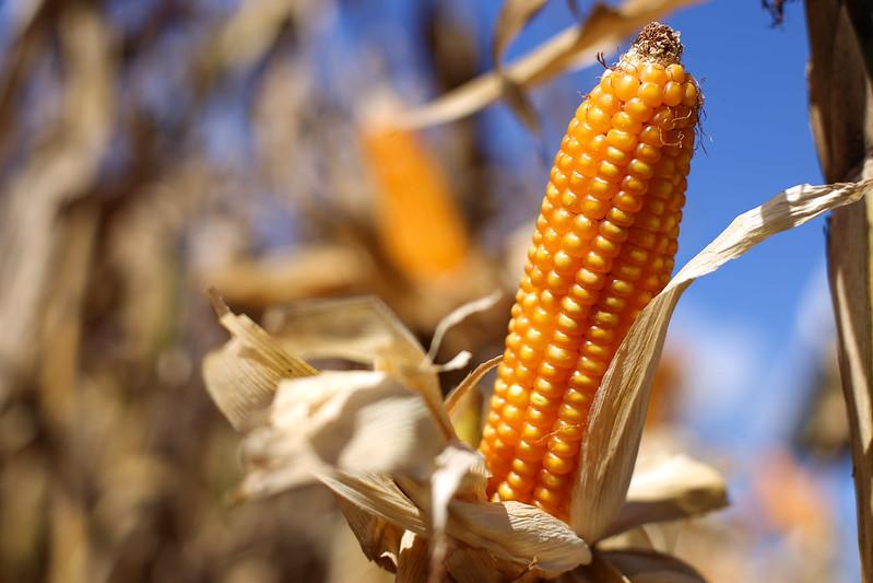 O milho será um dos produtos mais afetados (Tony Oliveira/CNA)