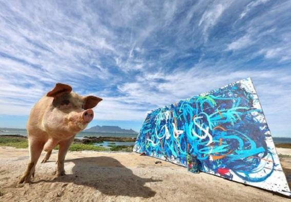 porquinha pigcasso ao lado de sua obra toda produzida em tons de azul