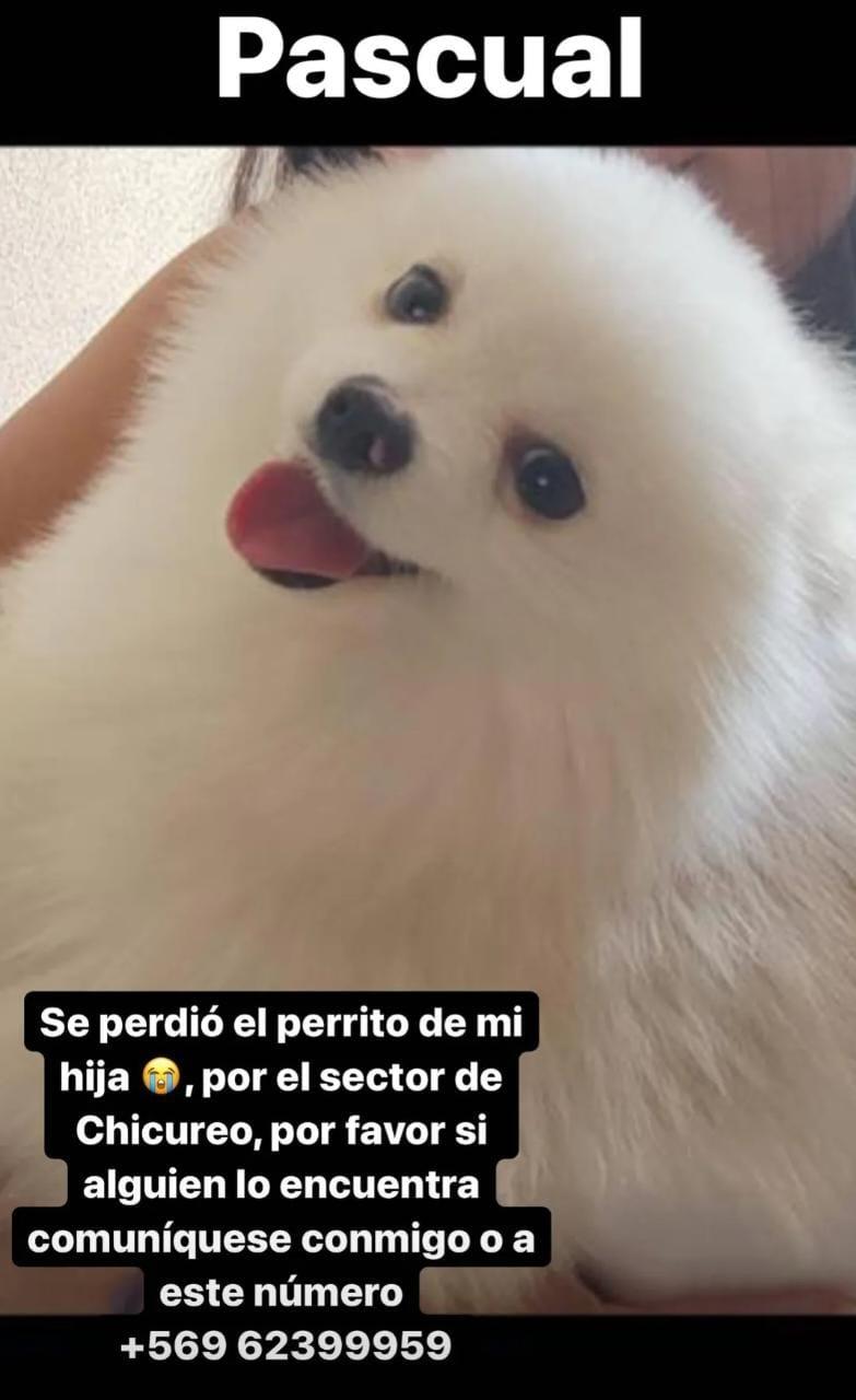Vidal postou foto do cachorro em sua rede social