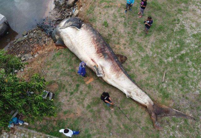 Carcaça é de um tubarão-baleia fêmea de 12 toneladas