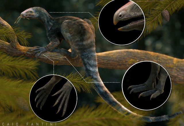 Venetoraptor gassenae, réptil pré-histórico que habitou a Terra antes dos pterossauros