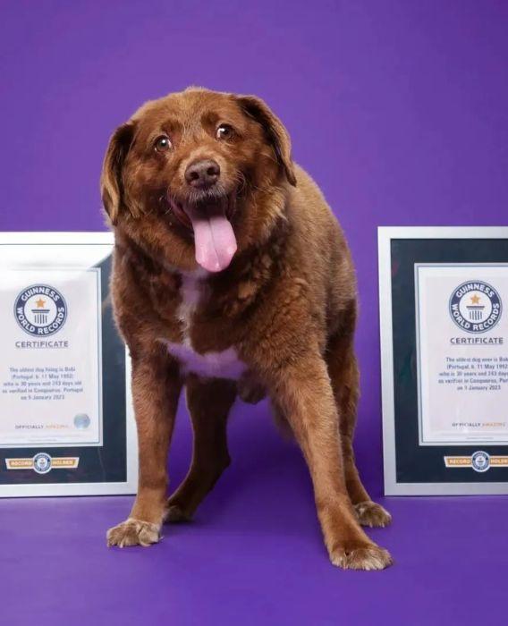 Morre Bob, o cão mais velho do mundo